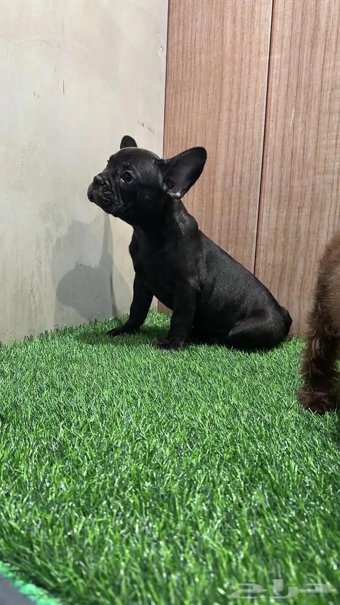 جرو ذكر فرنش بولدج مستوى عالي 3