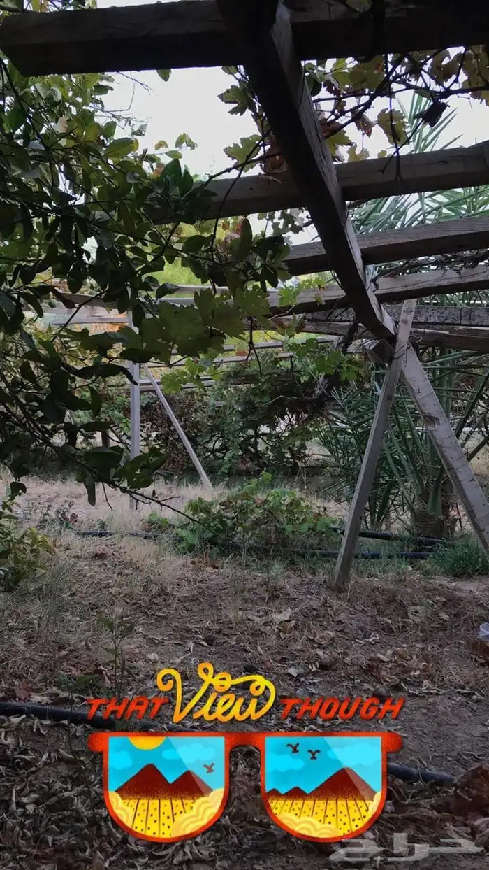 استراحة للبيع بالعمارية بمساحة 10 ألاف متر 12