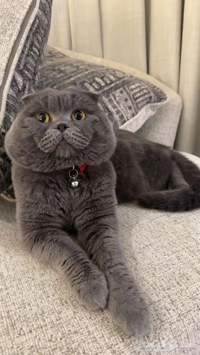 سكوتش دبل فولد بيور ذكر اسكوتلندي مستورد مستوى عالي للبيع 0