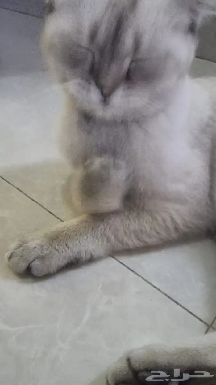 قط سكوتش فولد مكس مع شيرازي للتبني بمقابل رمزي 4