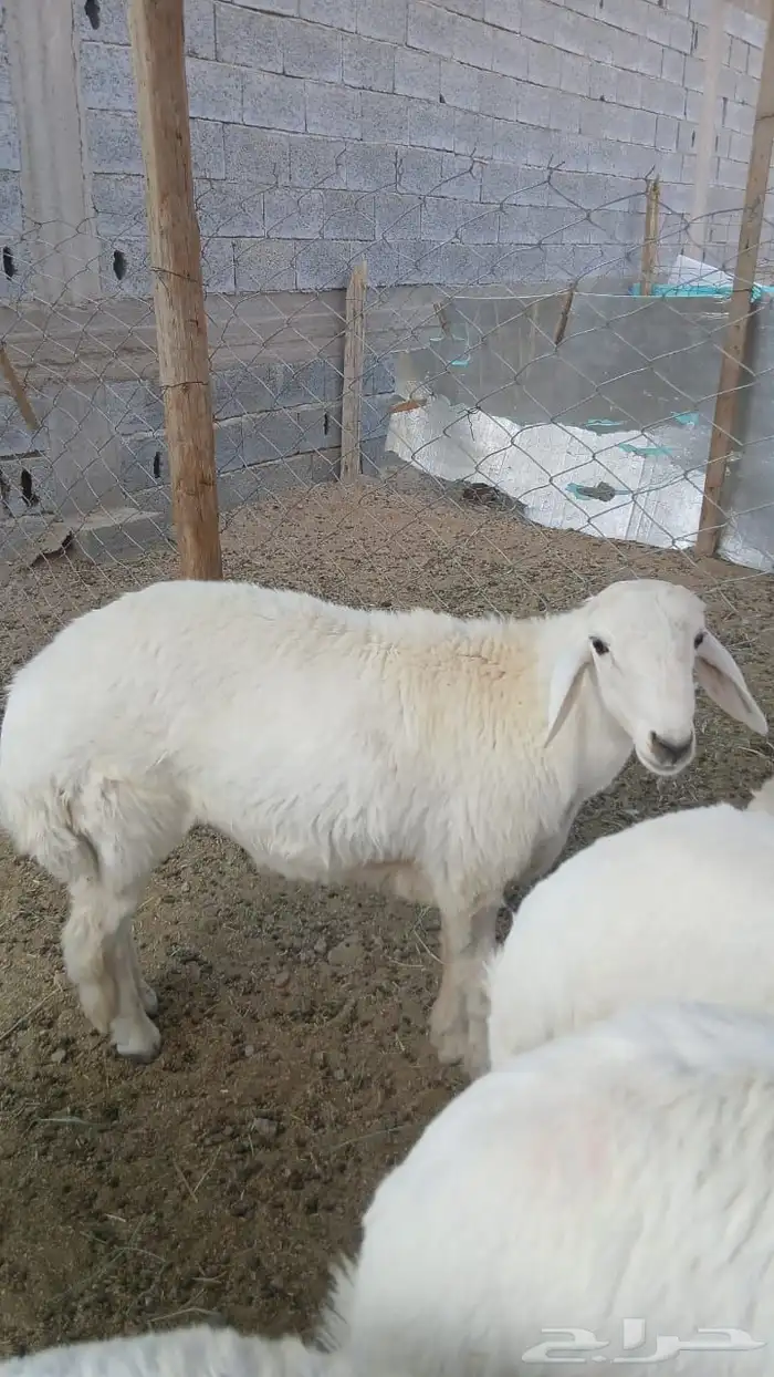 6 طليان ورخال 4