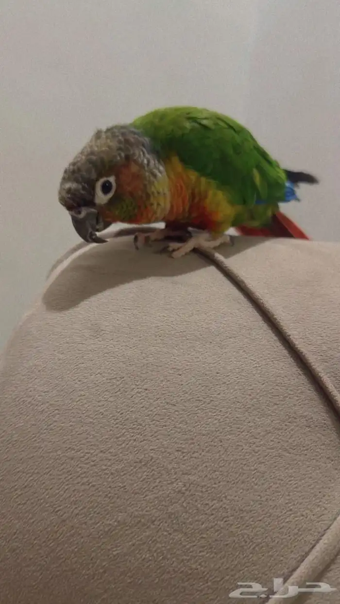 ببغاء 1