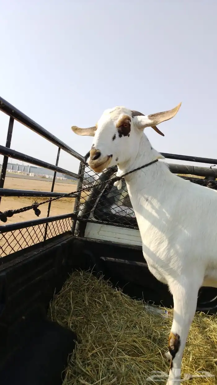 ماعز البيشيات اصل 0