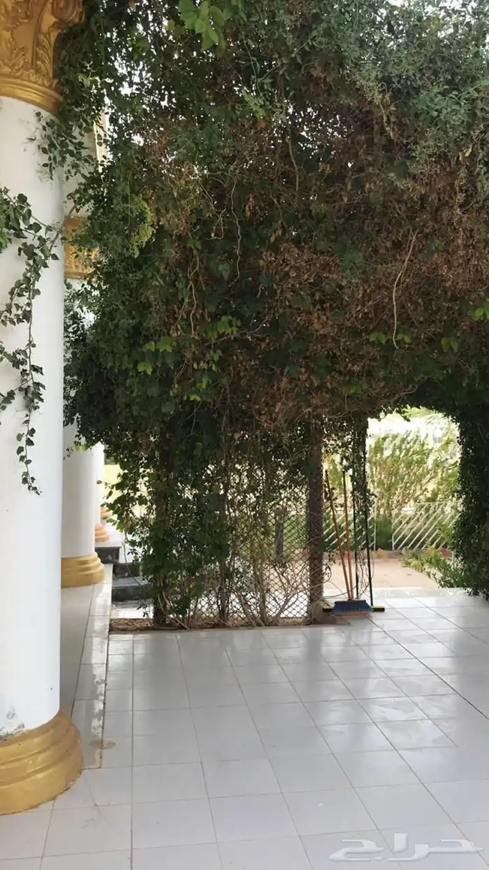 استراحة للبيع بالعمارية بمساحة 10 ألاف متر 13