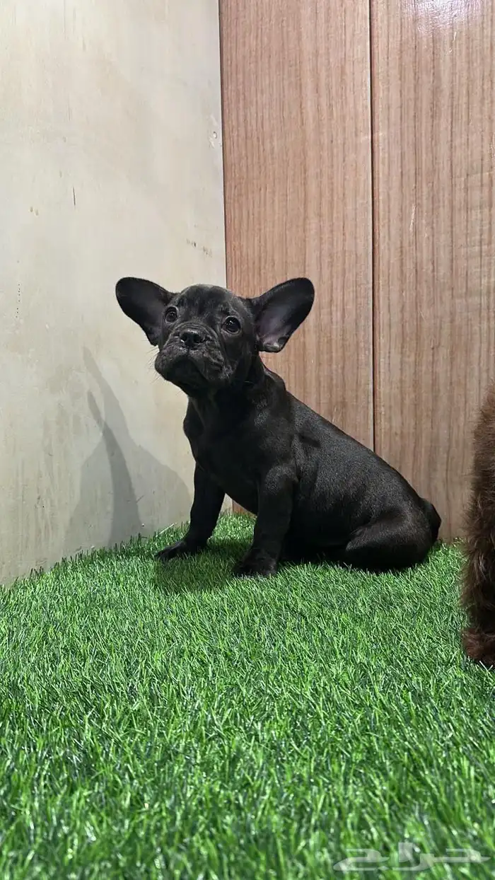 جرو ذكر فرنش بولدج مستوى عالي 1