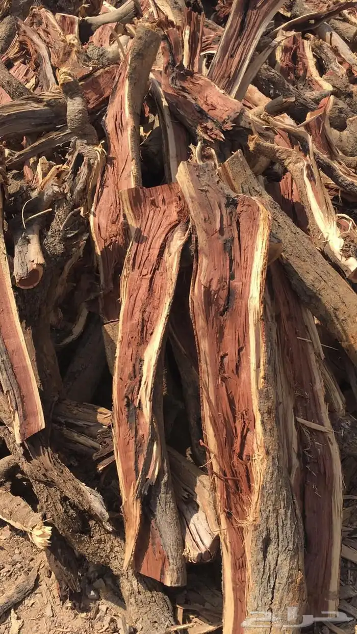 حطب ارطى يابس شرط وسمر المدينه .. 0