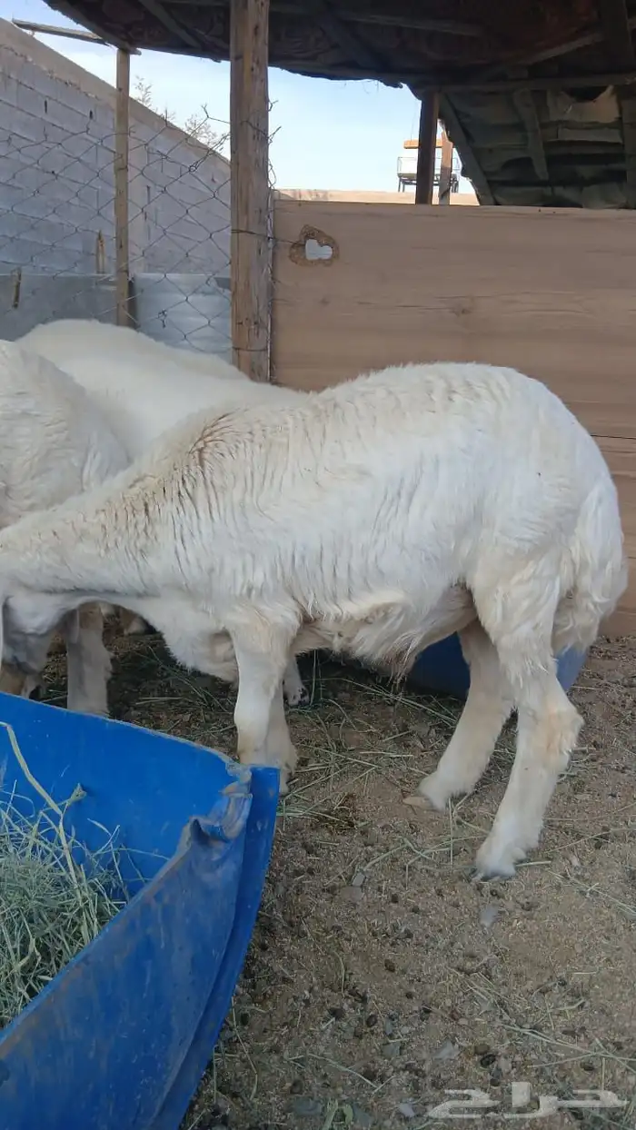 6 طليان ورخال 5