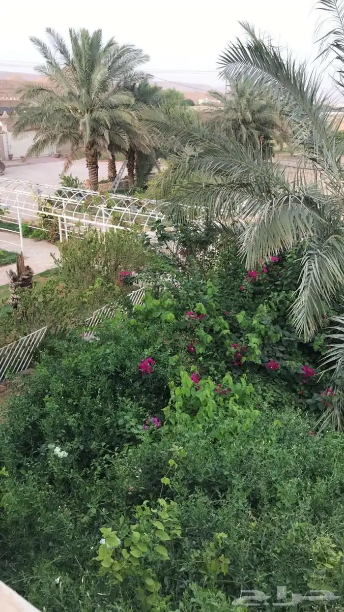 استراحة للبيع بالعمارية بمساحة 10 ألاف متر 9