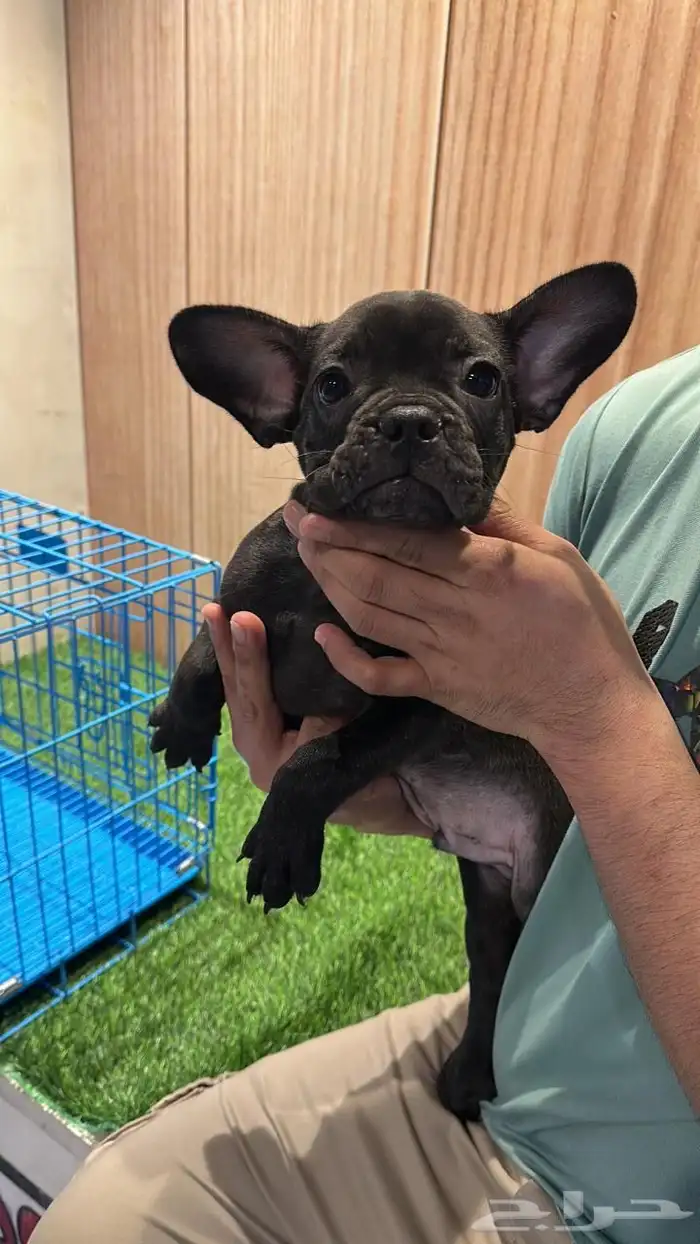 جرو ذكر فرنش بولدج مستوى عالي 0