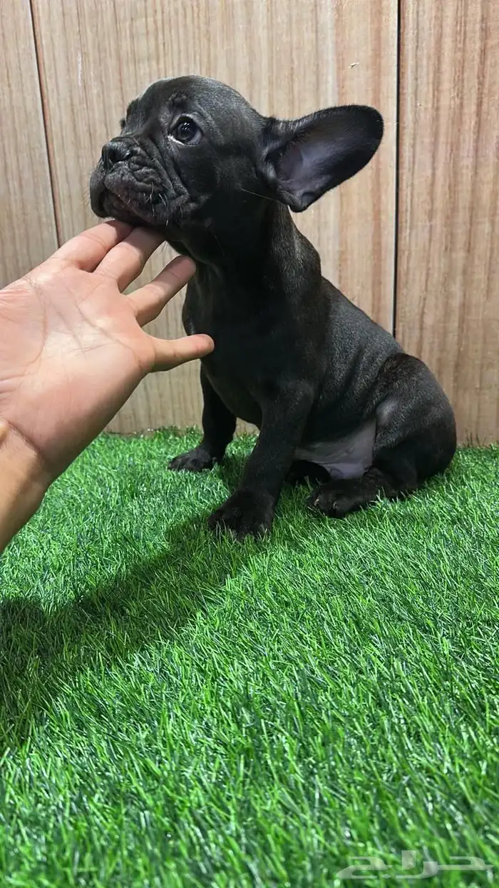 جرو ذكر فرنش بولدج مستوى عالي 2