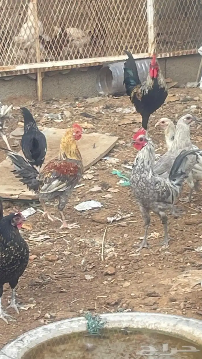 ديك لحاله ولي يبي جوز أبيعه له 0