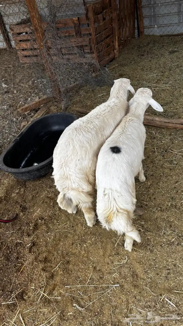 تيوس مخاصي وطليان حريه 3