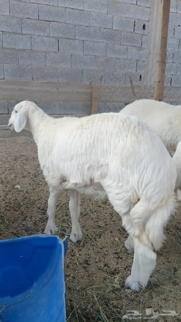 6 طليان ورخال 0