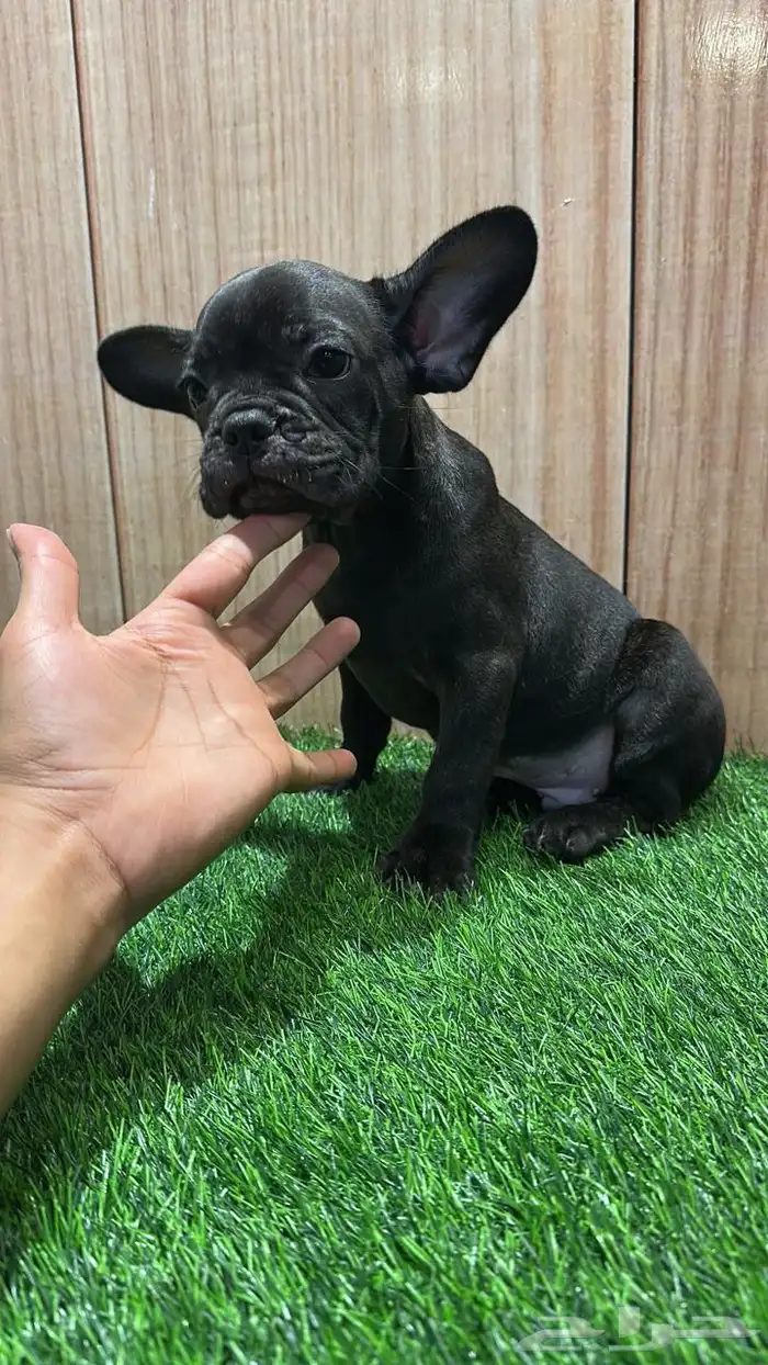 جرو ذكر فرنش بولدج مستوى عالي 4