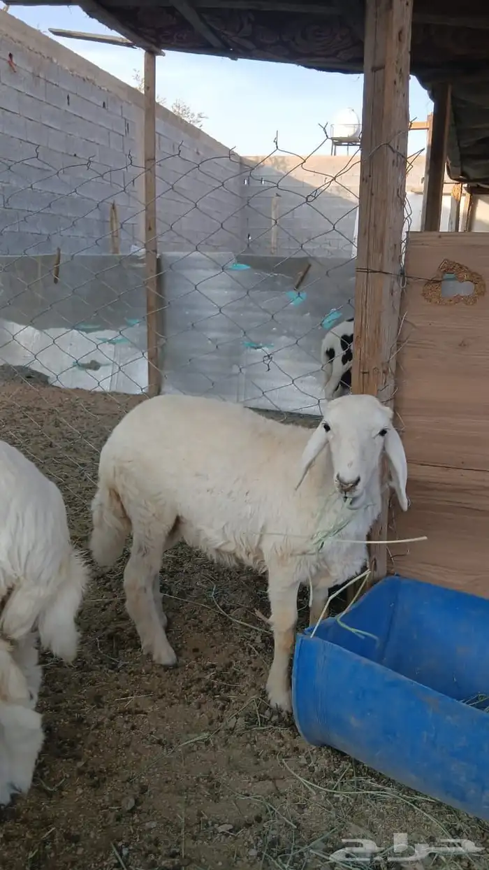 6 طليان ورخال 2