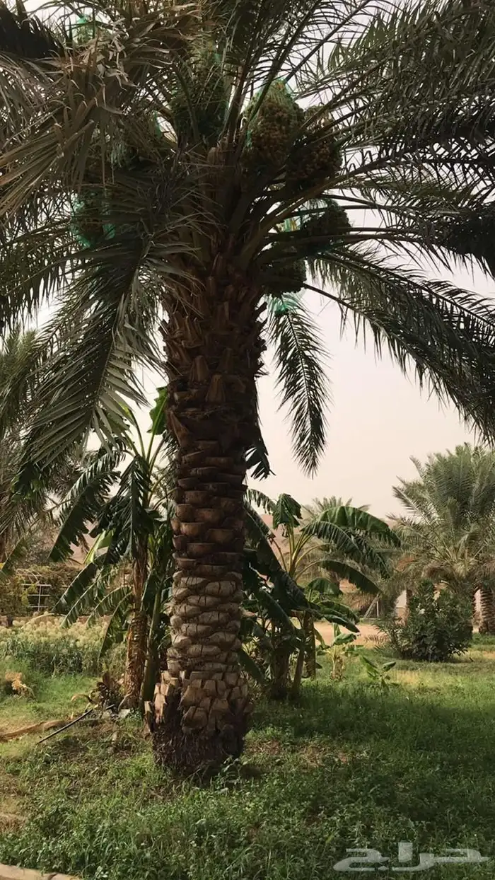 استراحة للبيع بالعمارية بمساحة 10 ألاف متر 6