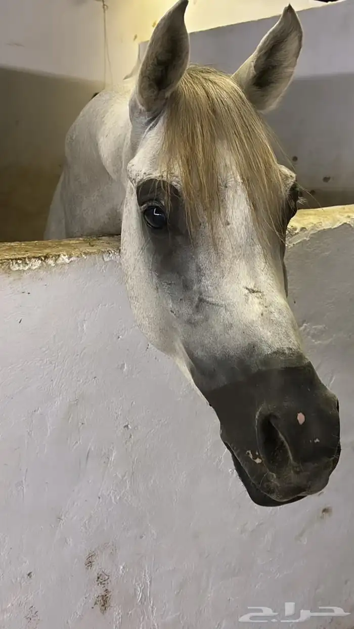 حصان واهو 2