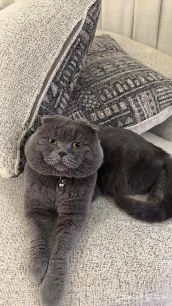 سكوتش دبل فولد بيور ذكر اسكوتلندي مستورد مستوى عالي للبيع 1