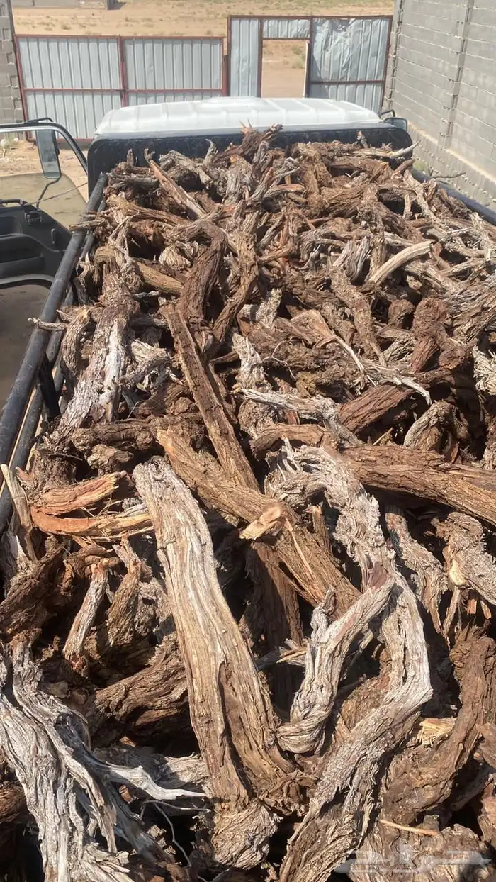 حطب ارطى يابس شرط وسمر المدينه .. 2