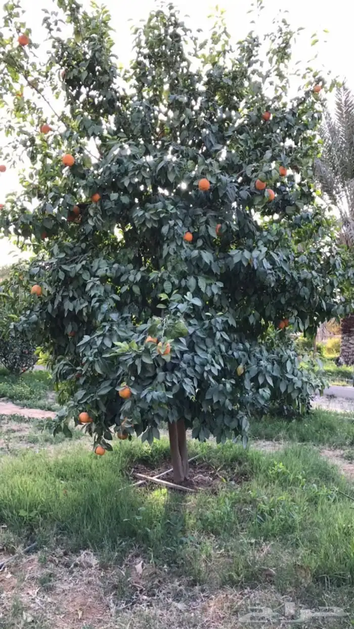 استراحة للبيع بالعمارية بمساحة 10 ألاف متر 5