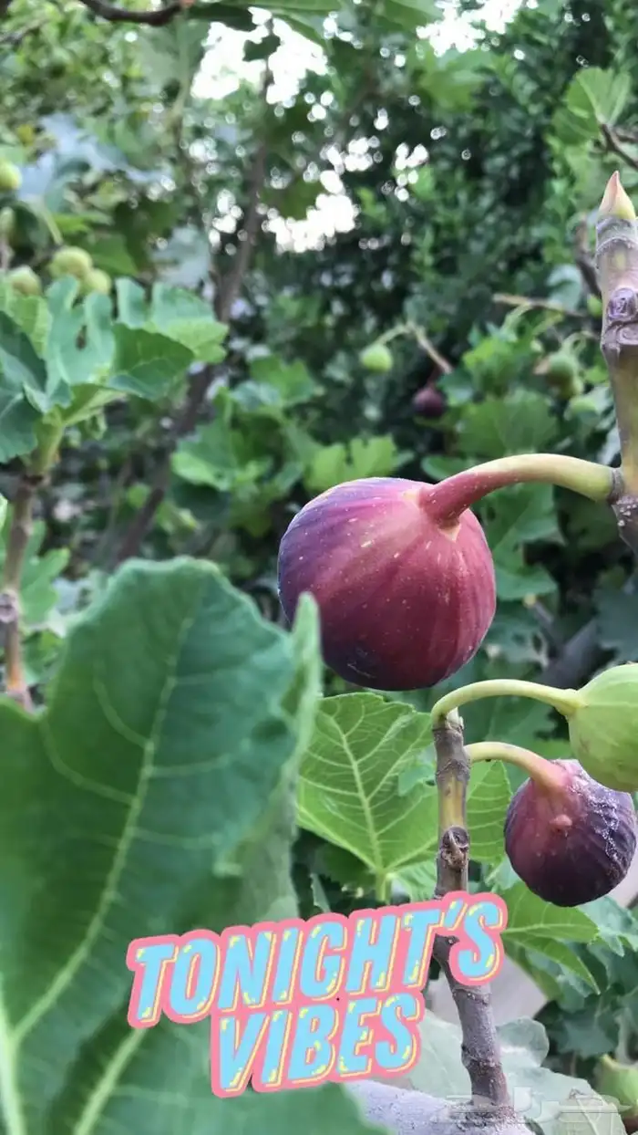 استراحة للبيع بالعمارية بمساحة 10 ألاف متر 11