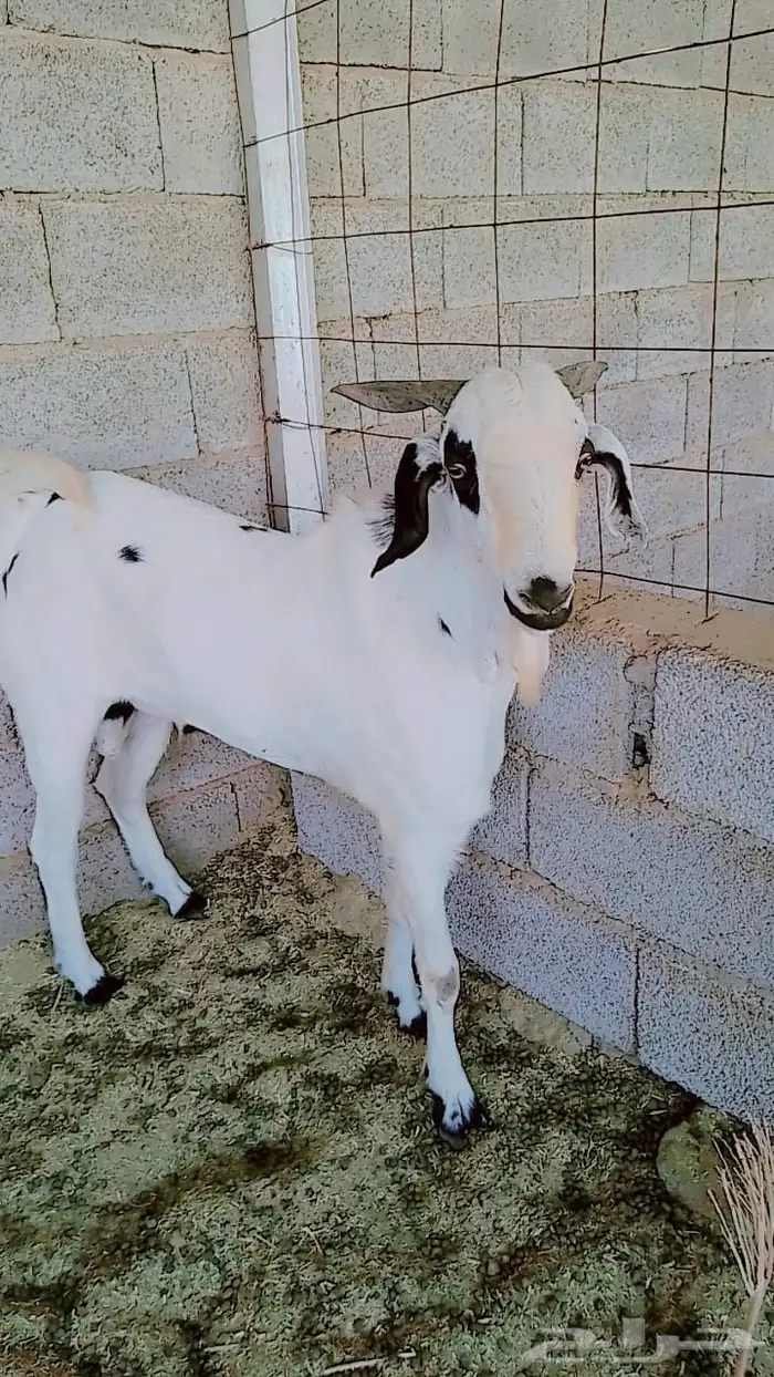 تيوس وفحول ماعز بيشي 1