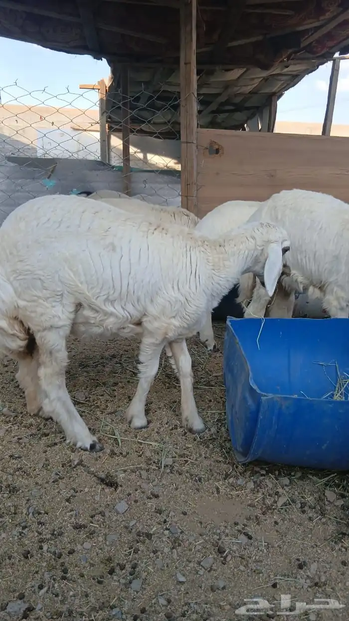 6 طليان ورخال 7