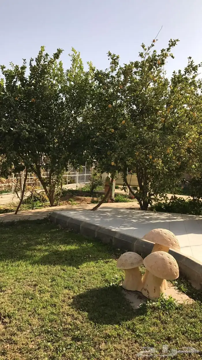 استراحة للبيع بالعمارية بمساحة 10 ألاف متر 7