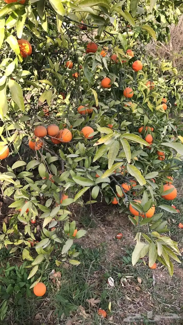 استراحة للبيع بالعمارية بمساحة 10 ألاف متر 3