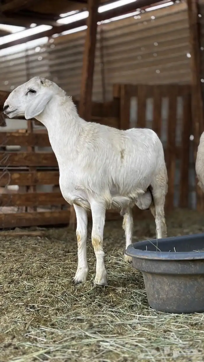 تيوس مخاصي وطليان حريه 5