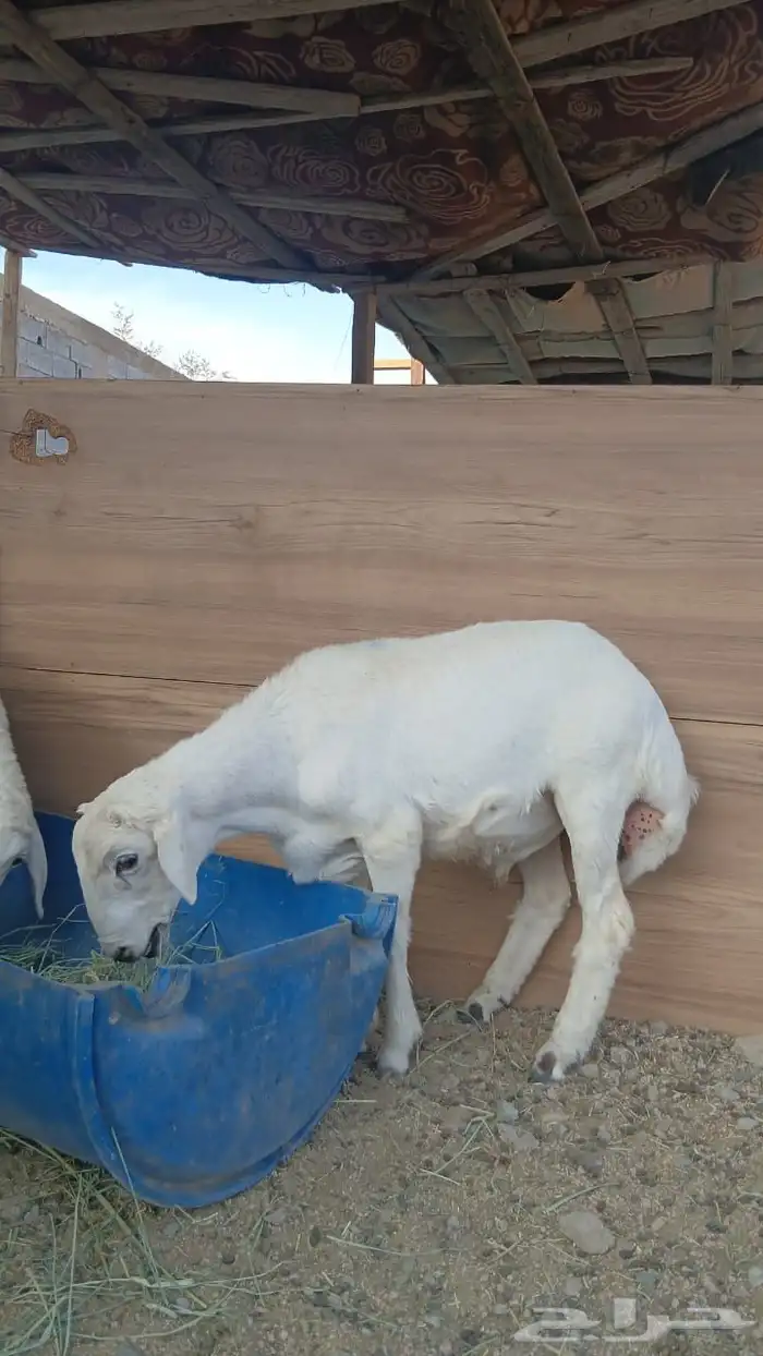 6 طليان ورخال 6