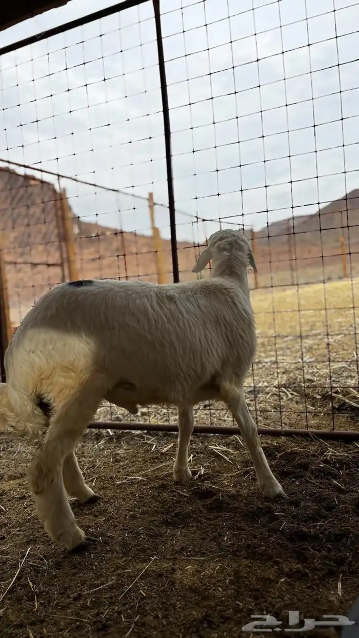 تيوس مخاصي وطليان حريه 4