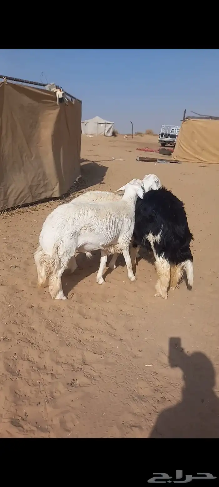 خرفان جذاع ظهر وطرف 2