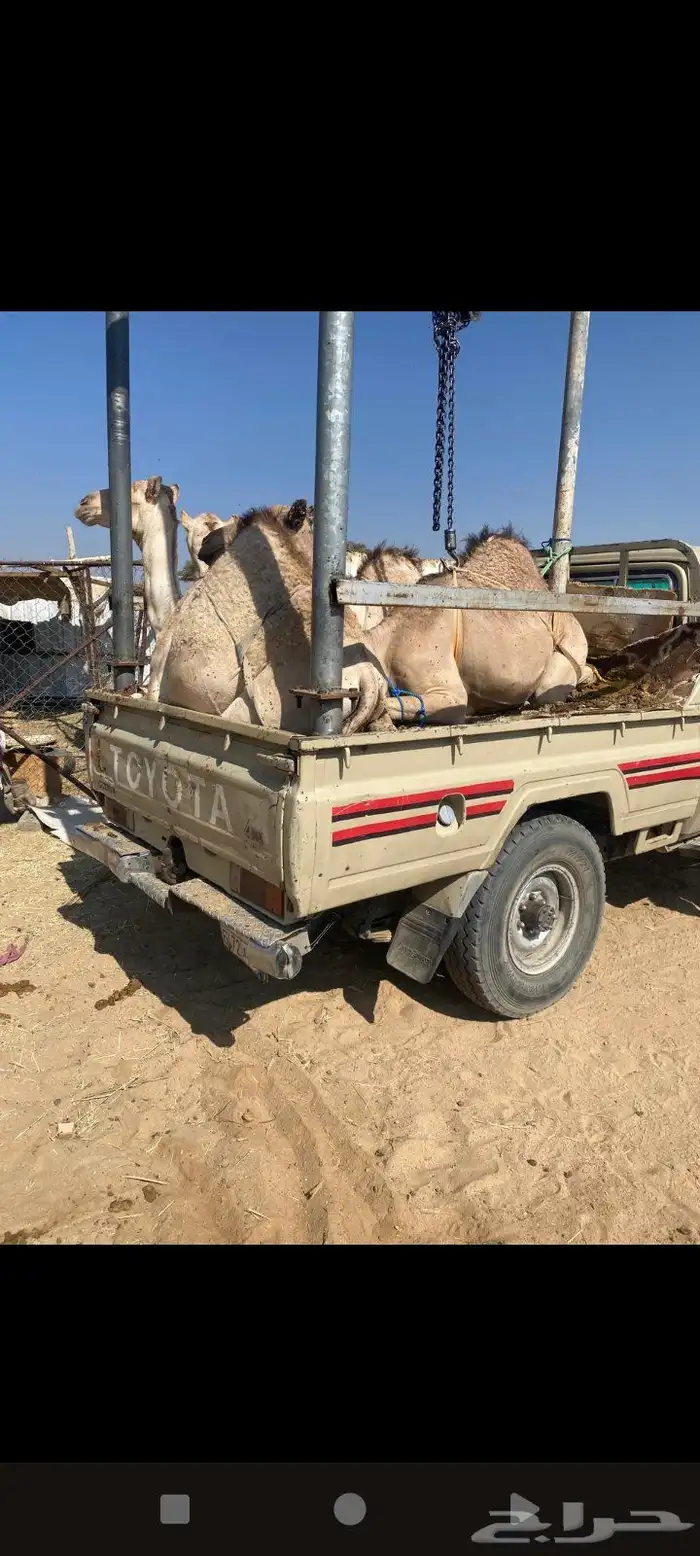 قعدان كفو للبيع 0