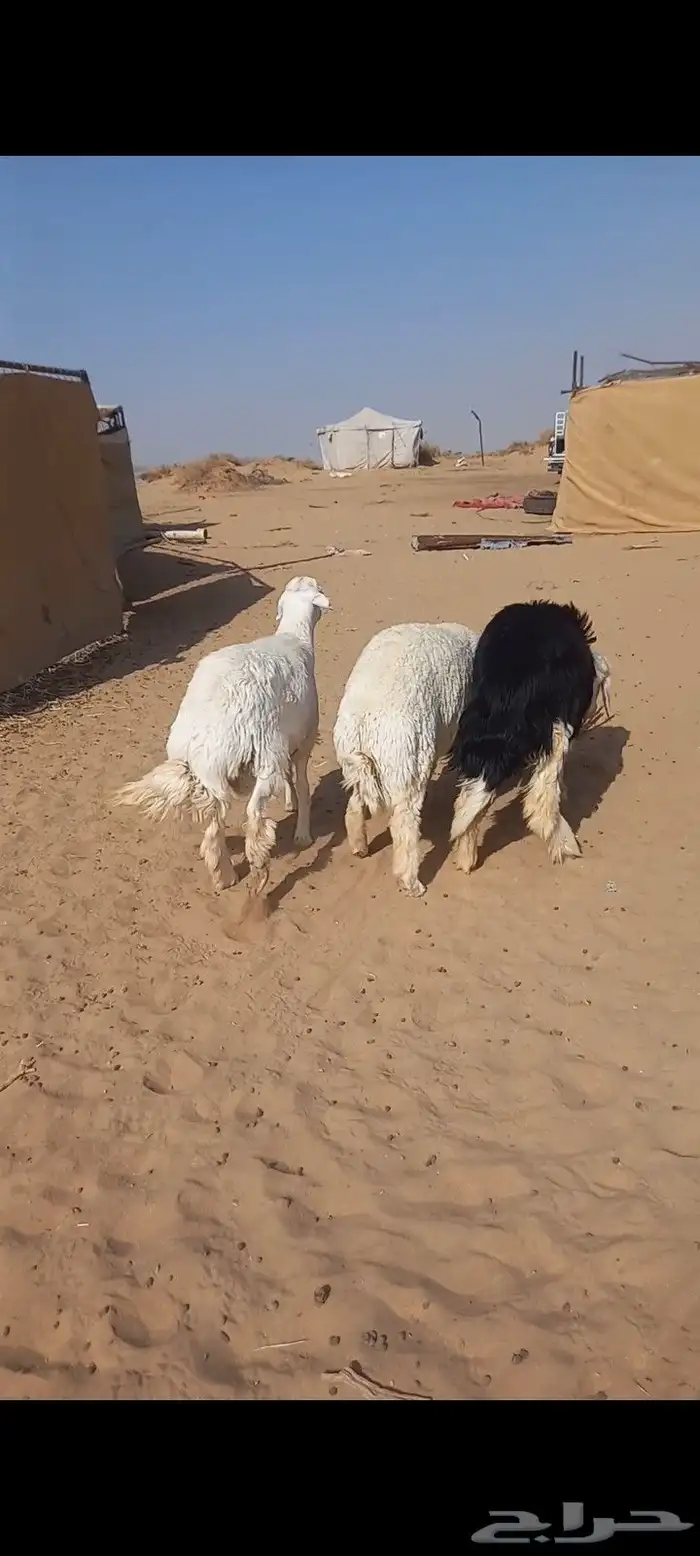 خرفان جذاع ظهر وطرف 1