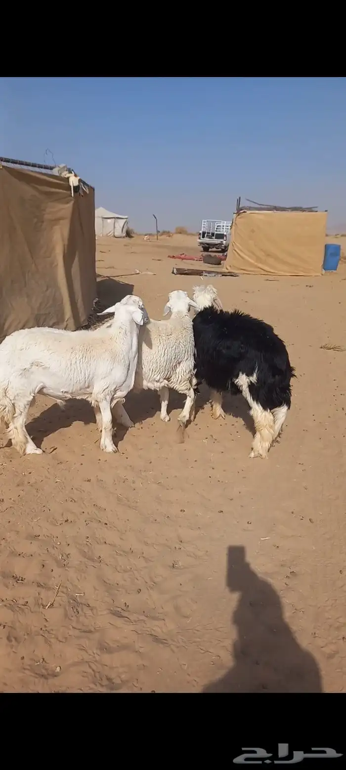 خرفان جذاع ظهر وطرف 0