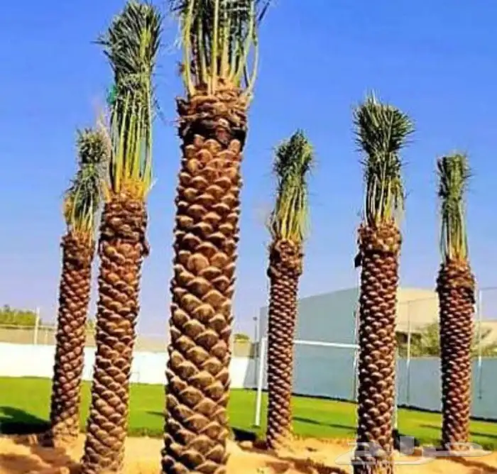 تركيب شبوك و نخل 5