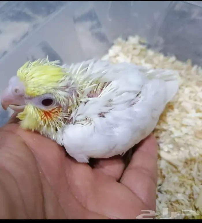 للبيع فروخ كروان البينو والاتينو 2