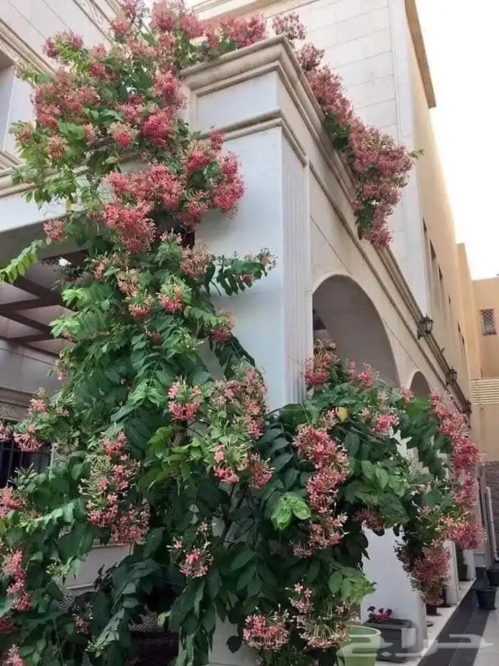 تنسيق حدائق 8