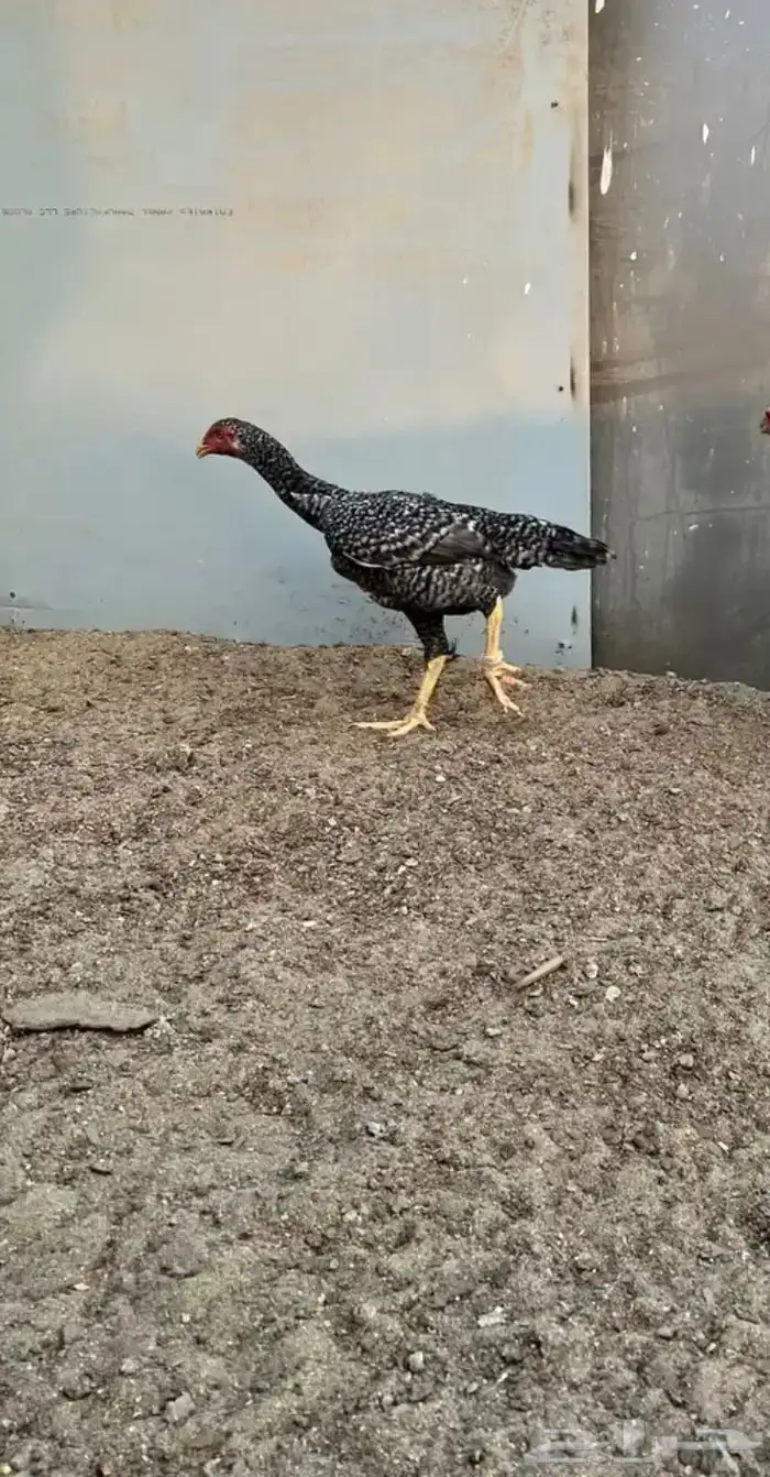 زوج شامو ياباني 2