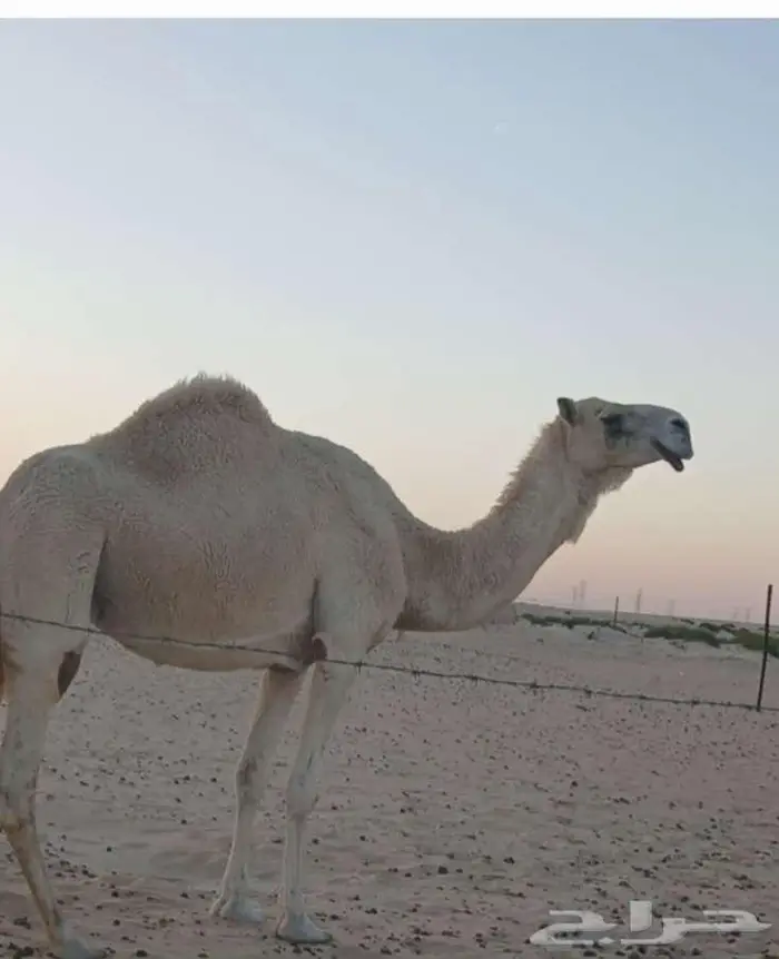 خلفه شقحا منتج للبيع 4