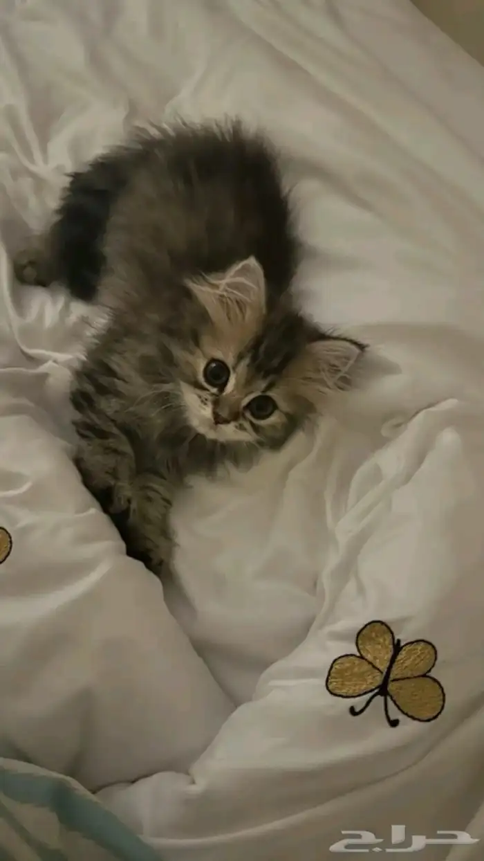 قطط صغيره للبيع المستعجل 0