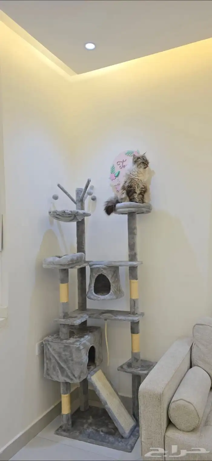 بيت قطط نفس الجديد نظيف جدا 1
