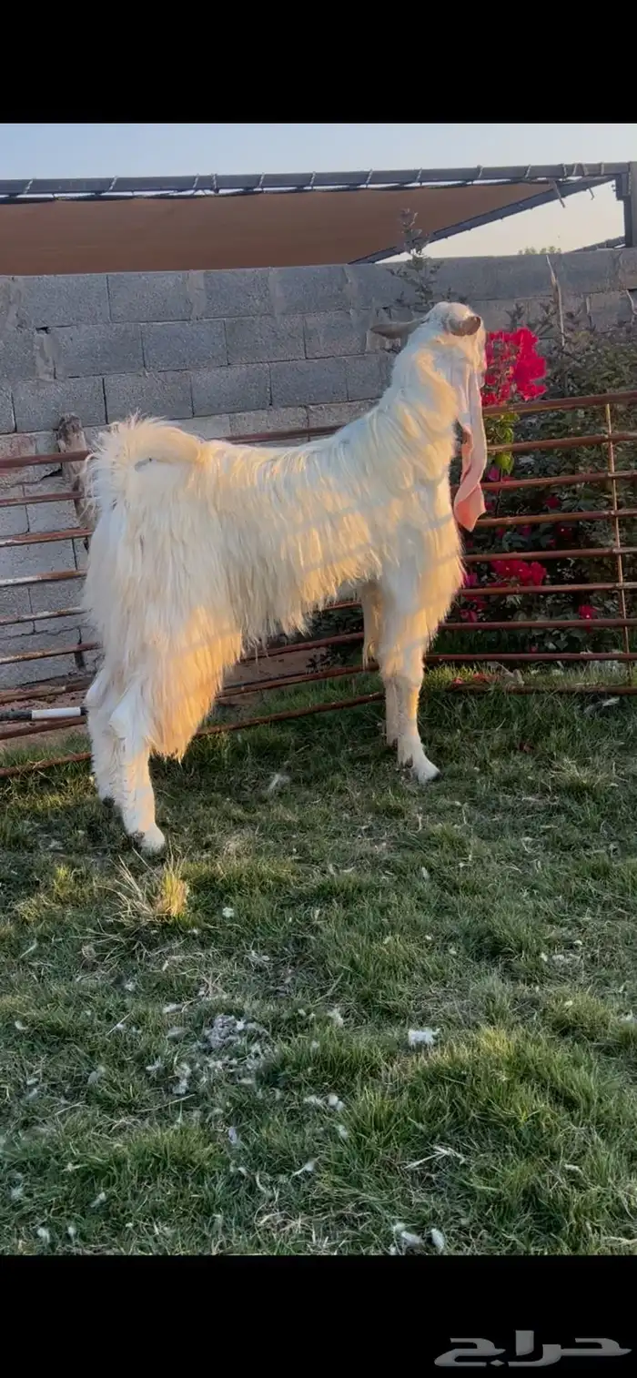 تيس ابيض ثني خصم 1