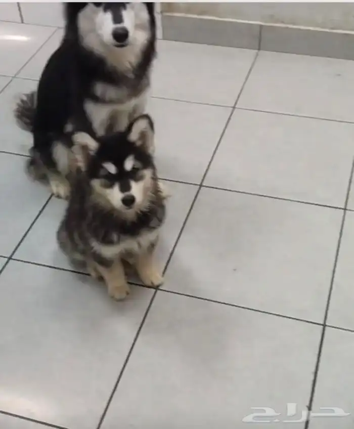 كلاب هاسكي للبيع عالسوم مطعمين ومعهم دفتر التطعيمات 3