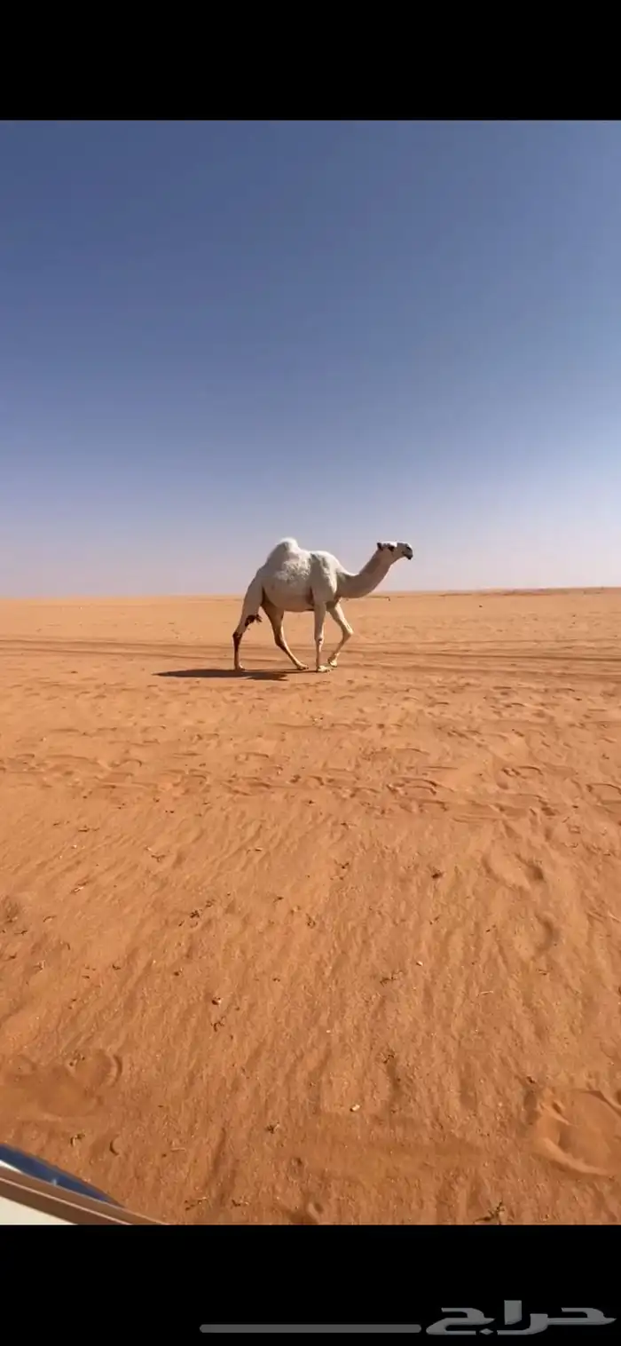 بكره باتليه 0