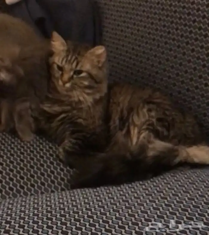 قط للتبني شيرازي امريكي 0