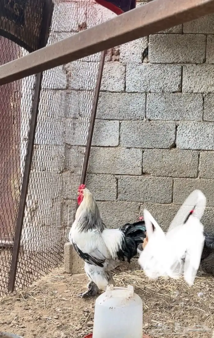 دجاج براهما 3