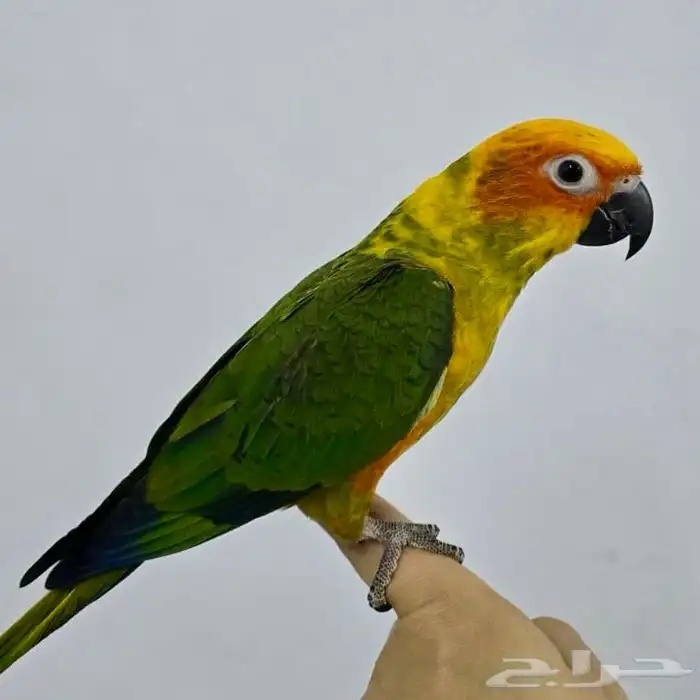 ببغاء صن كنيور اليف جدا 0