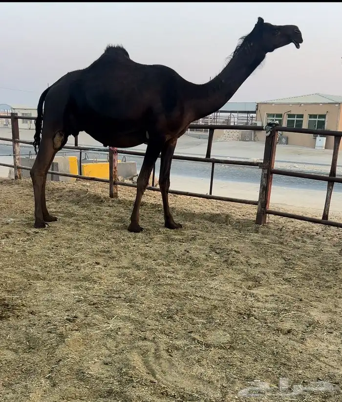 للبيع متلي مقرب كفو السن رباع 0